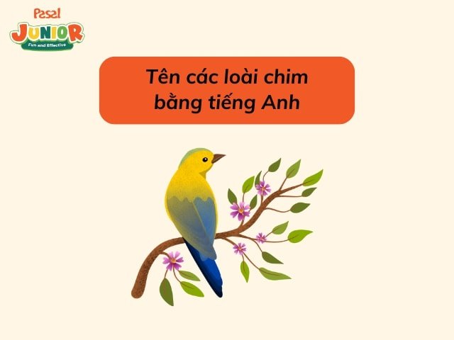 Các loài chim bằng tiếng Anh