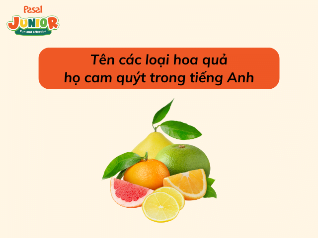 Tên các loại hoa quả họ cam quýt trong tiếng Anh (trái cây có múi)