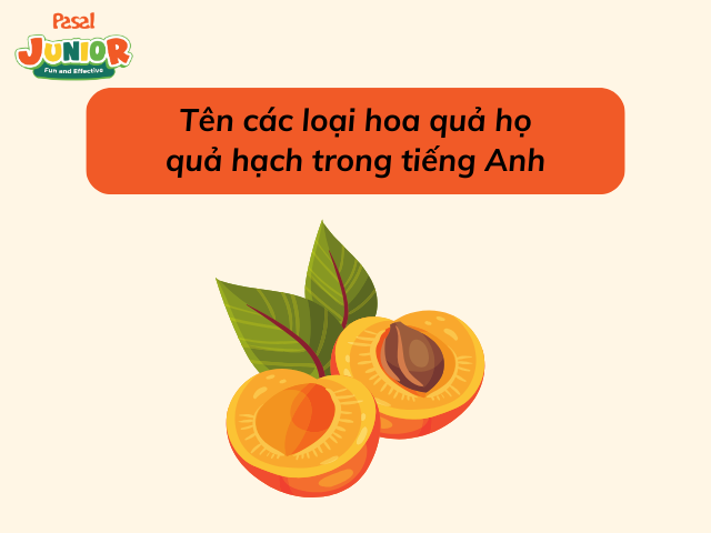 Tên các loại hoa quả họ quả hạch trong tiếng Anh